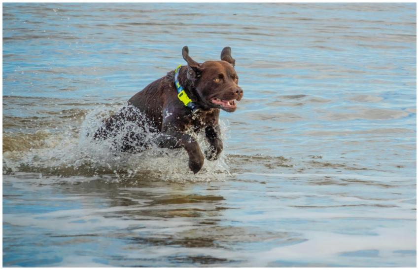 A lively brown dog splashes through the water, exu