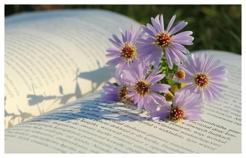 Flowers Flower Wallpaper Beautiful Flowers Flower