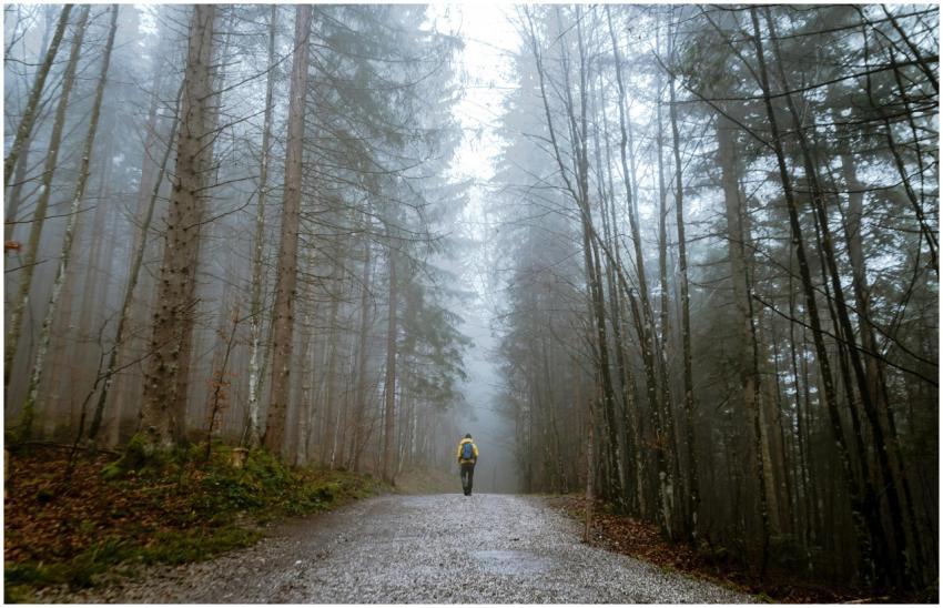 A lone traveler walks through a foggy forest in Gr