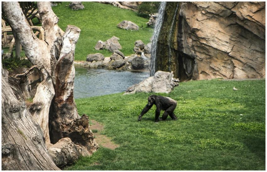 A chimpanzee walks on grass near rocks and a water