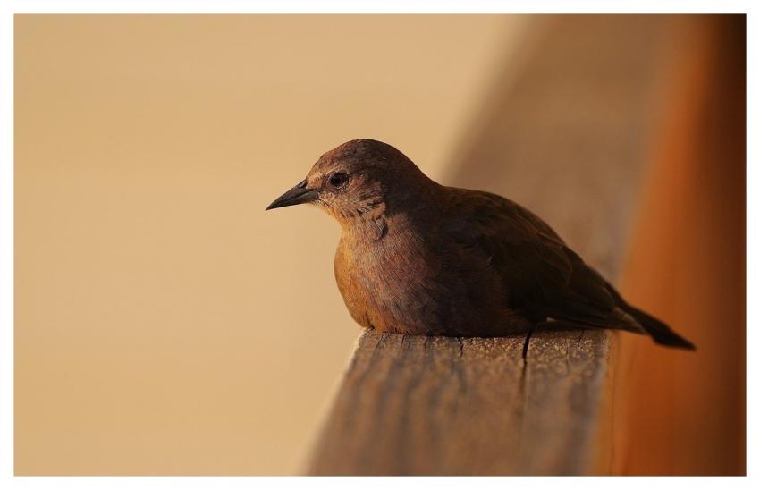 Bird Starling Wildbird Wild