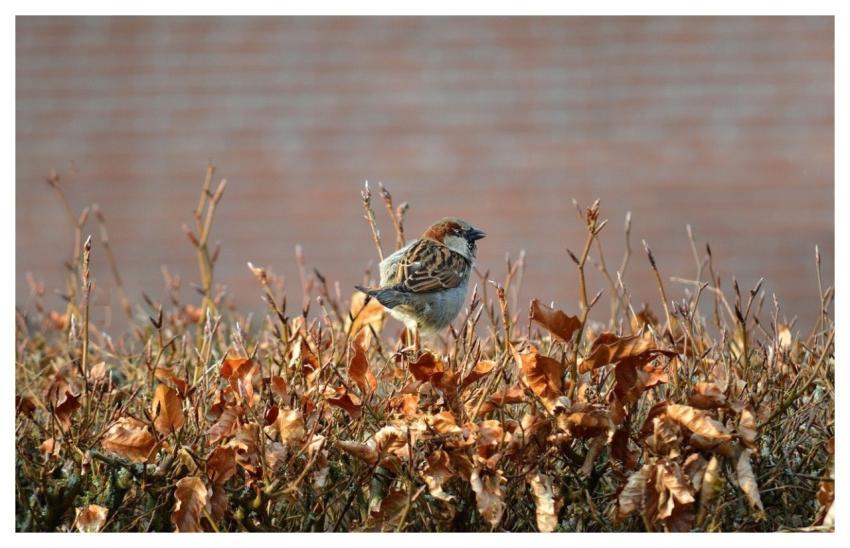 Bird Ornithology Sparrow Species