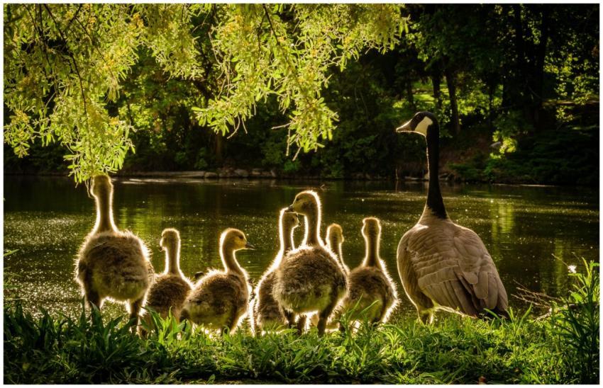Sunlit family of Canadian geese enjoying a tranqui