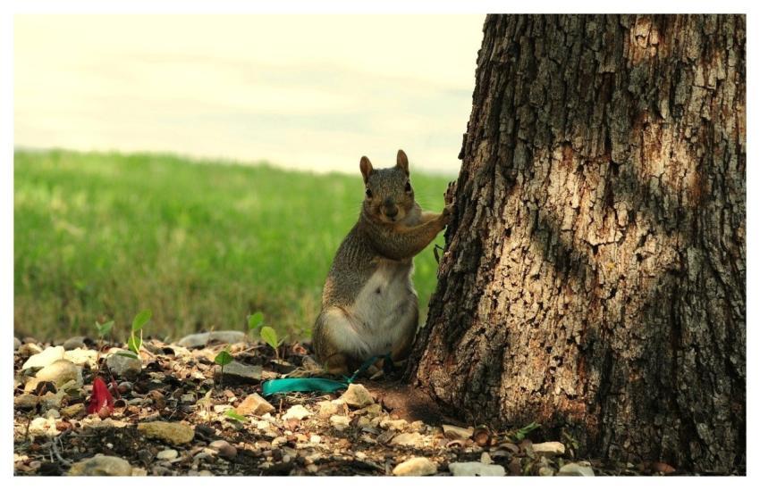 Squirrel Tree Wildlife Rodent