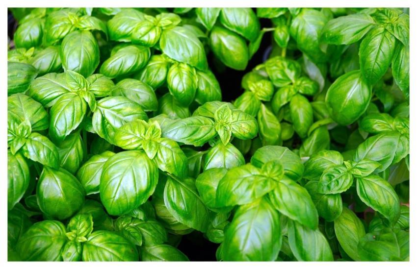 Basil Herbs Vegetables Italy