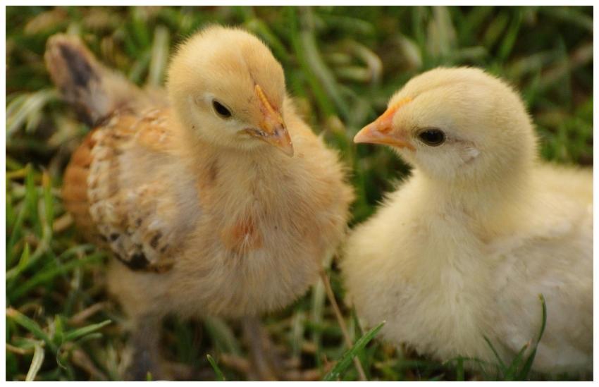Two cute yellow chicks on green grass in a close-u