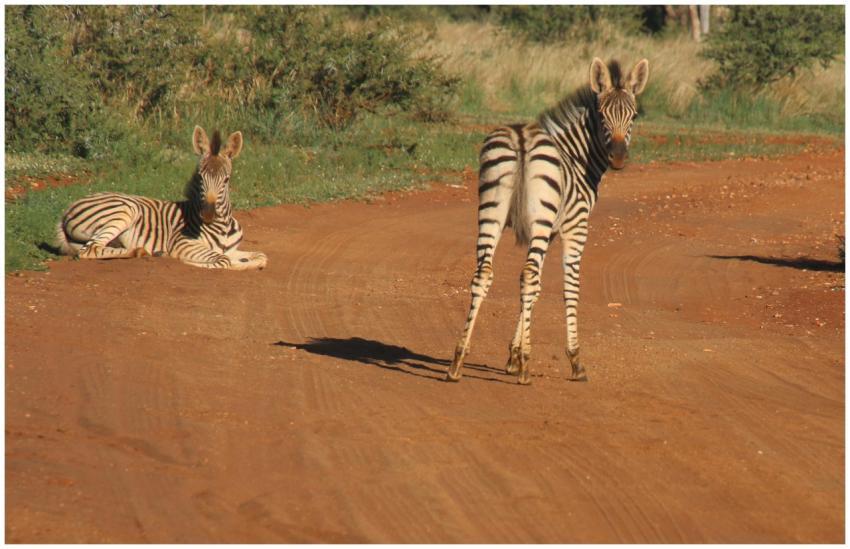 Two zebras in a safari setting, one resting and th
