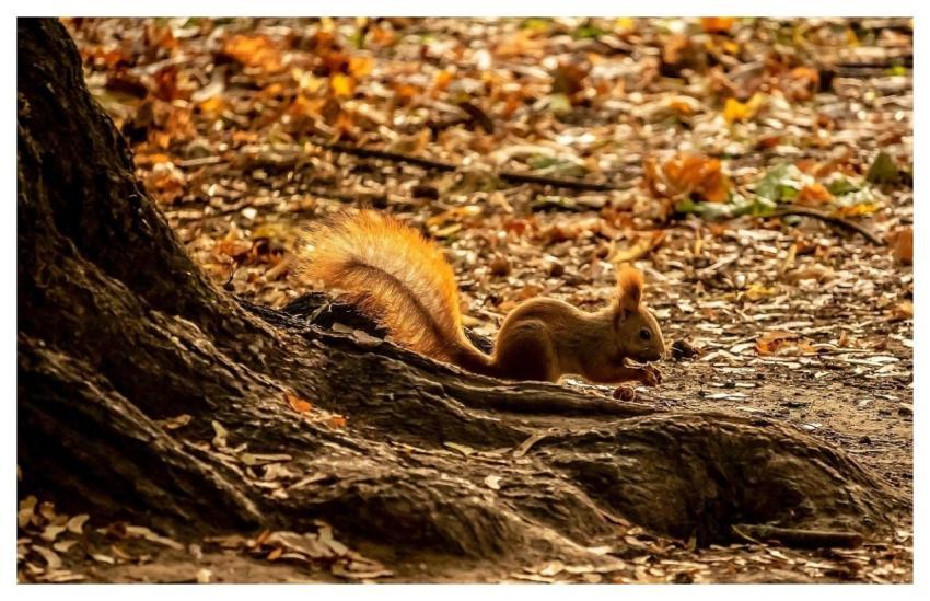Squirrel Hd Wallpaper Nature Animal