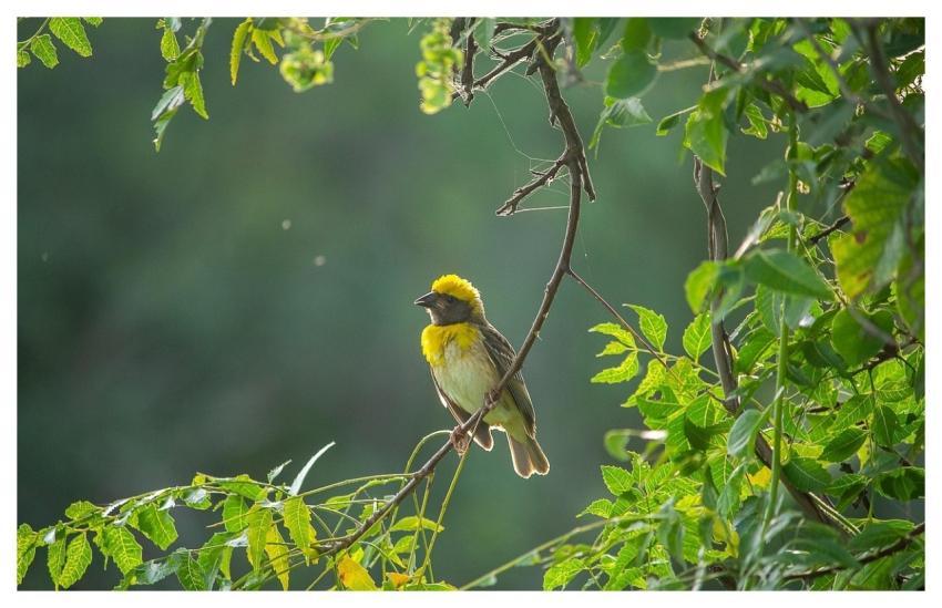 Baya Weaver Bird Nature Animal