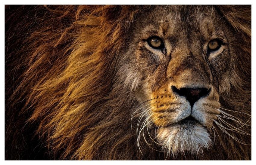 Lion Animal Mammal Predator