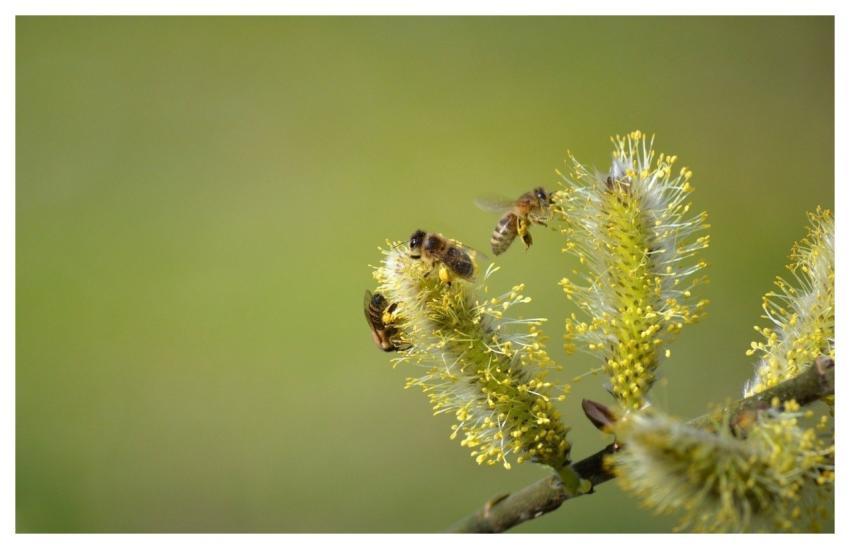 Bees Honey Bees Insects Pollen