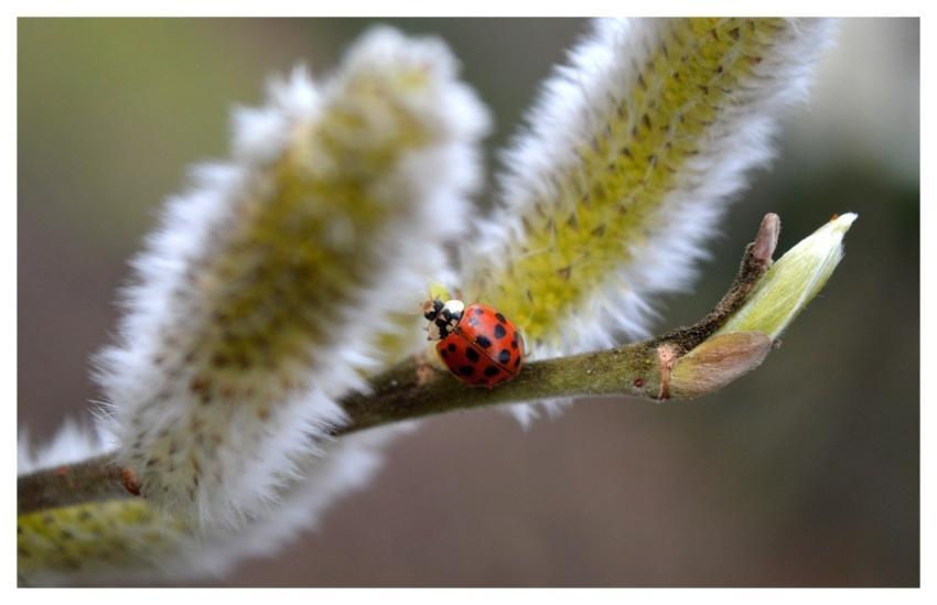 Ladybug Flying Beetle Lucky Charm Willow Catkin