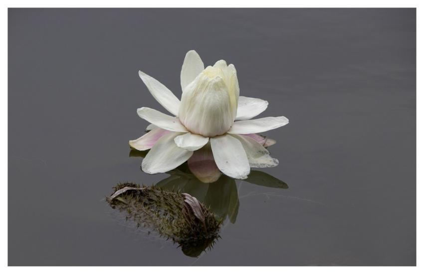 Lotus Flower Beautiful Flowers Pond