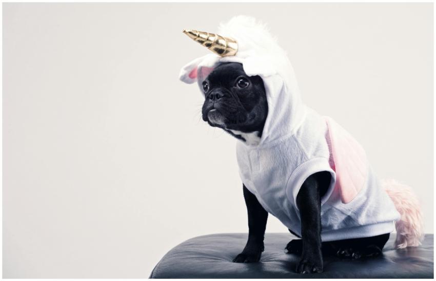 Cute French Bulldog dressed as a unicorn sitting o