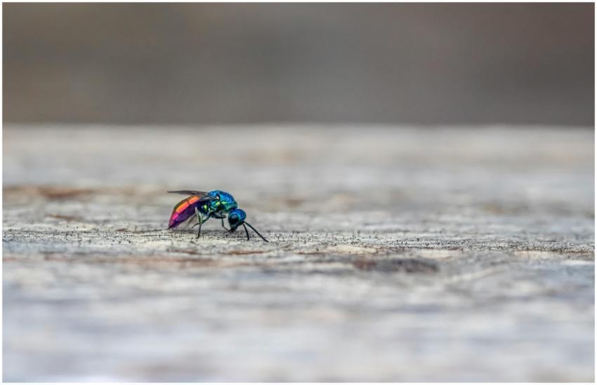 Detailed macro shot of a vibrantly colored cuckoo