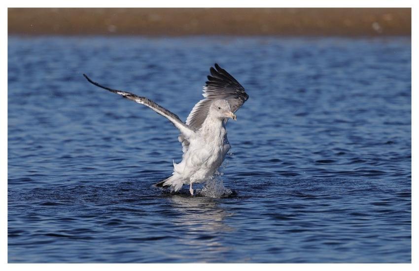 Seagull Nature Wildlife Animal