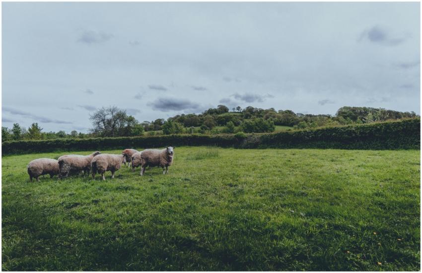 Peaceful countryside scene featuring a group of sh