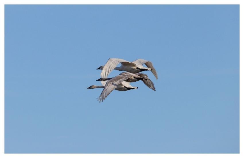Swans White Bird Nature