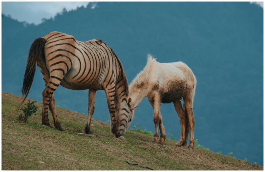 A zebra and a horse peacefully grazing on a lush g