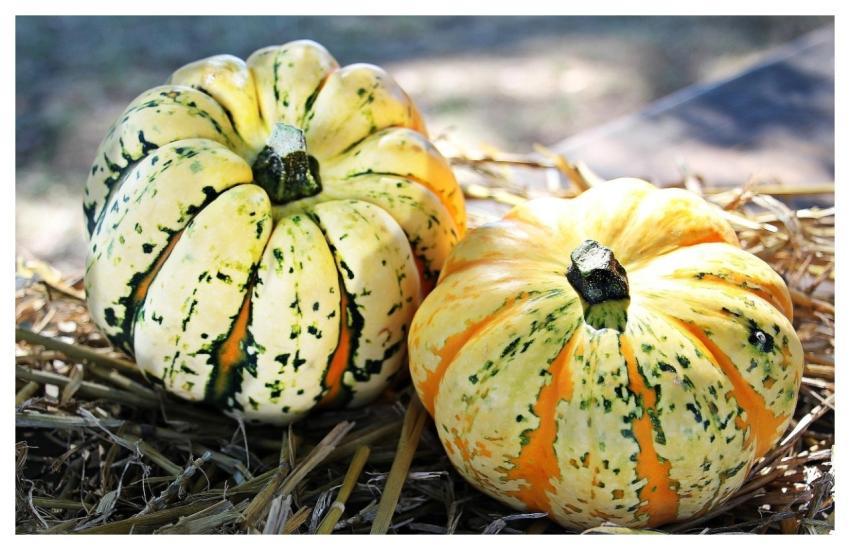 Pumpkins Gourds Vegetables Harvest