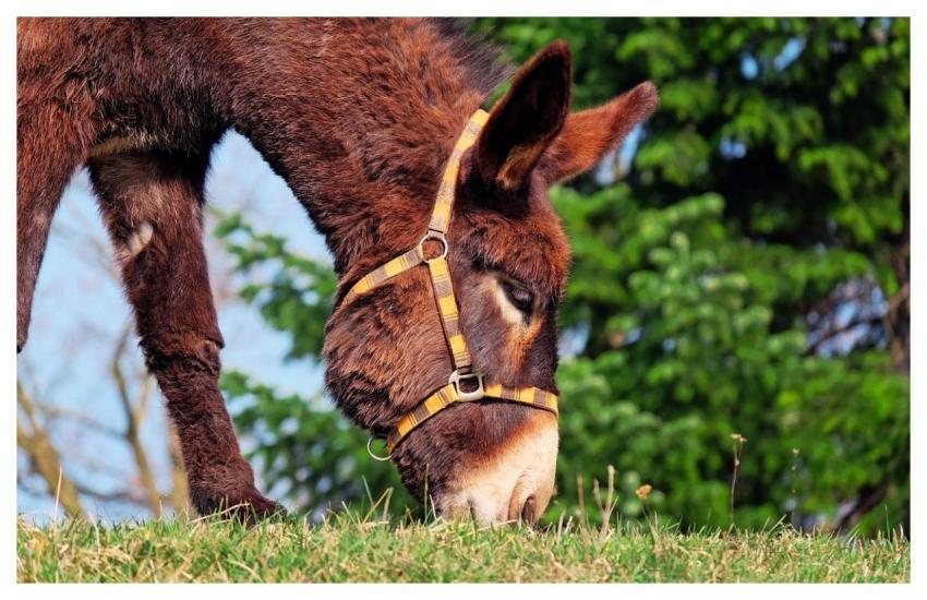 Donkey Mule Grazing Grass