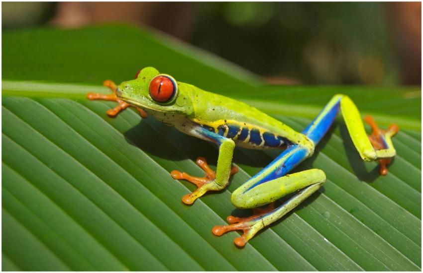 A colorful red-eyed tree frog resting on a green l