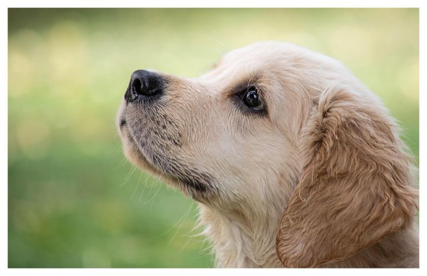 Dog Animal Puppy Pet