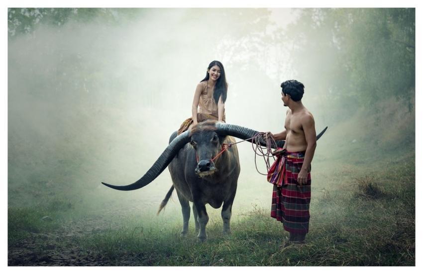Asia Buffalo Cambodia Cambodians