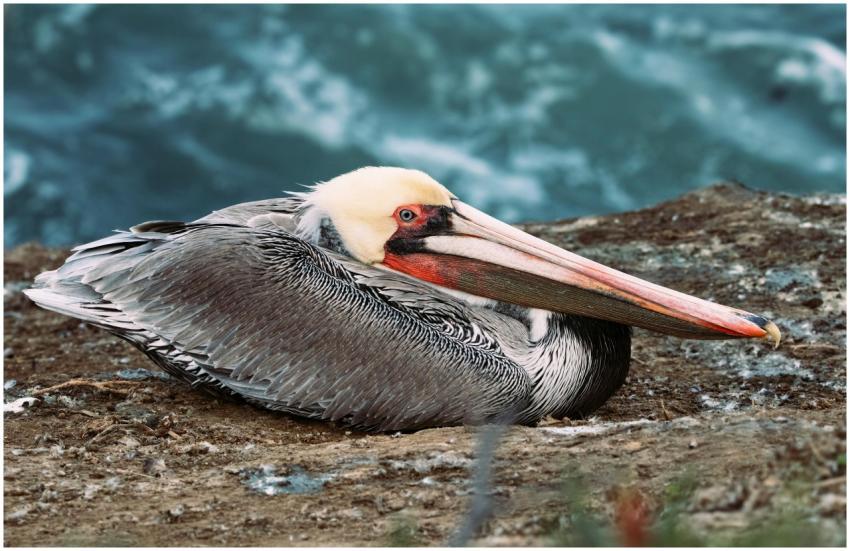 A brown pelican relaxing on a rocky shore in San D