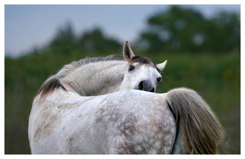 Horse Wallpaper Hd Mammal Full Hd Wallpaper