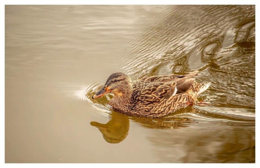 Duck Mallard Nature Bird