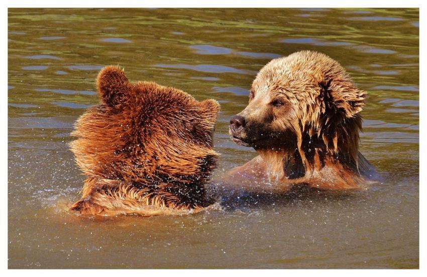 Bear Wildpark Poing To Play Water