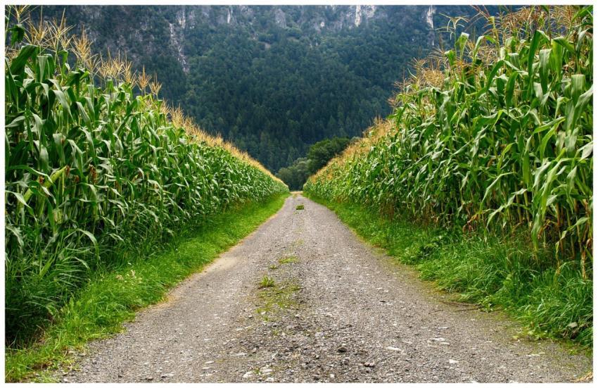 A serene cornfield path in Schwambach, Austria, wi