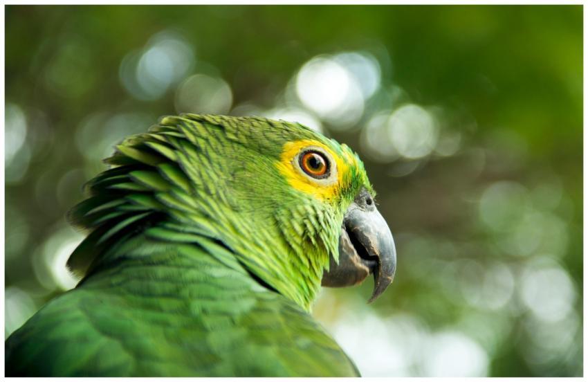 Close-up of a vibrant green parrot with detailed f