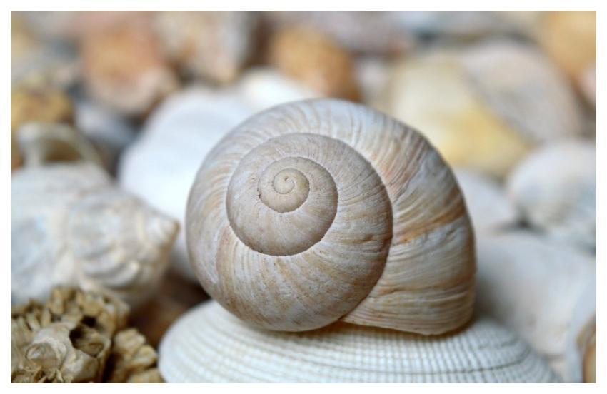 Shellfish Mollusc Scallop Shell Spiral