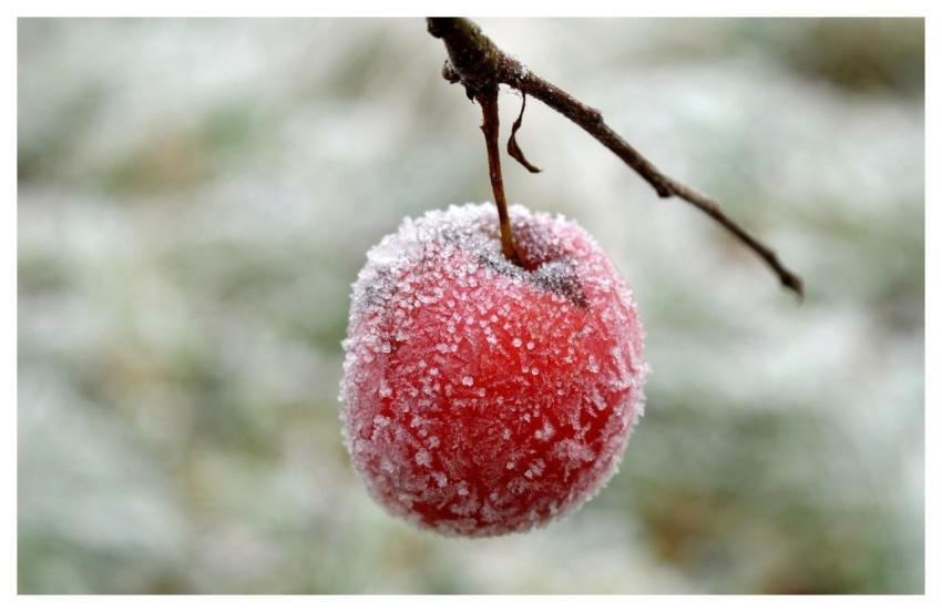 Apple Fruit Nature Branch