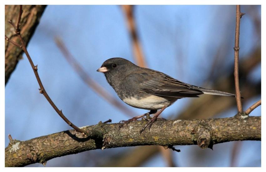 Junco Bird Wildlife Nature
