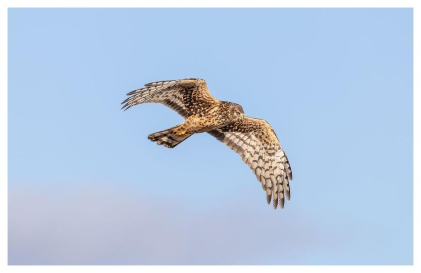Hawk Sky Flying Nature