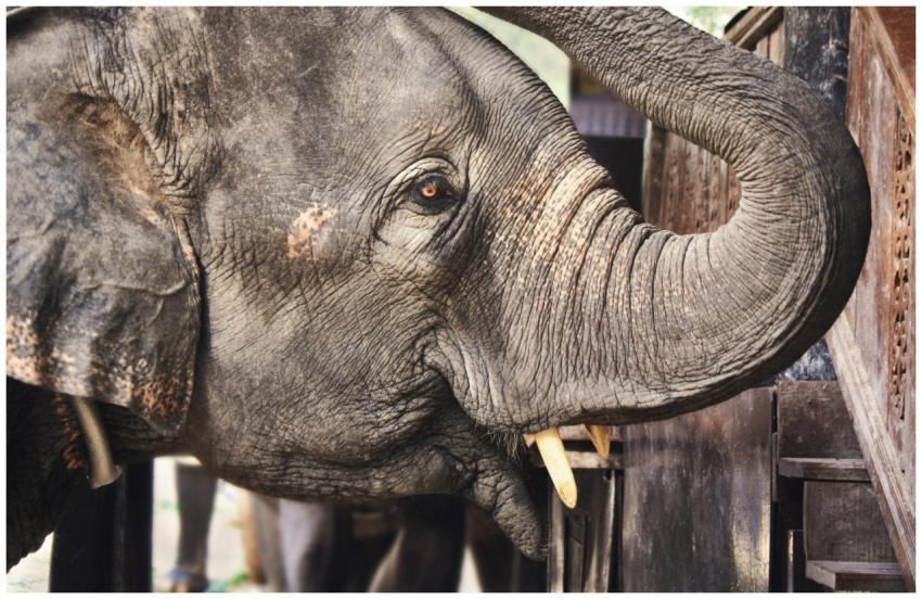 Detailed close-up of an elephant with a curved tru
