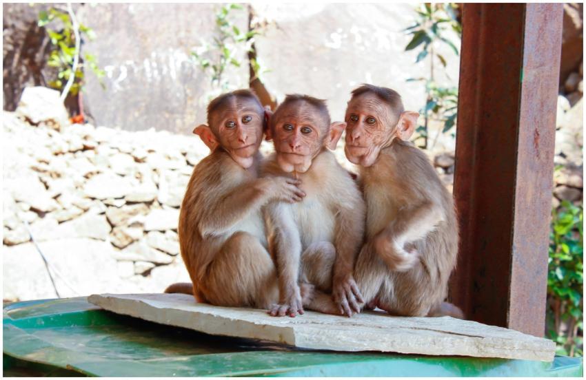 Three monkeys sit closely on a platform outdoors,