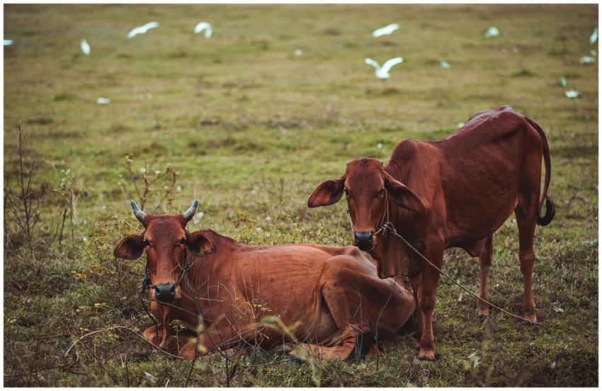 Two brown cows in a grassy field with white birds