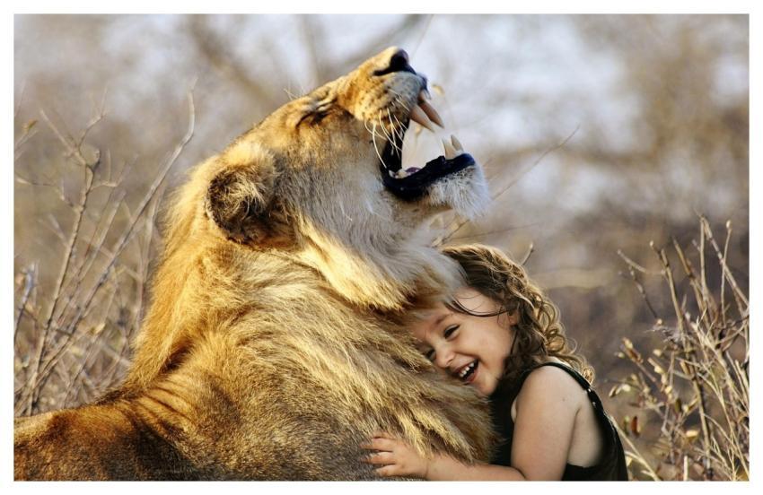 Lion Roar Africa Animal