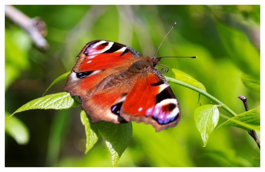 Peacock Butterfly Butterfly 4K Wallpaper Beautiful