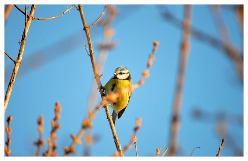 Blue Tit Songbird Tit Animal
