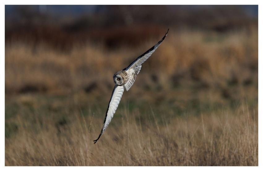 Short-Eared Owl Owl Bird Nature