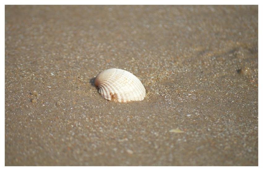 Shell Clam Sand Beach