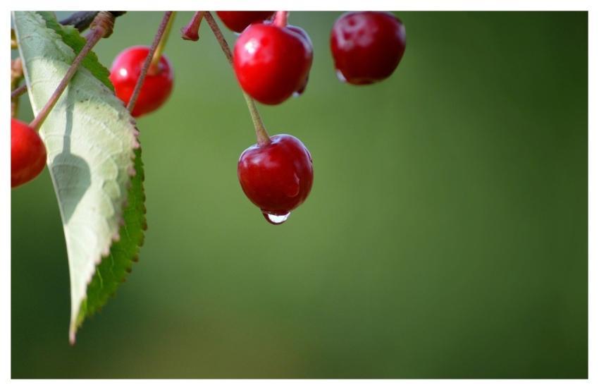 Cherries Waterdrop Raindrop After The Rain