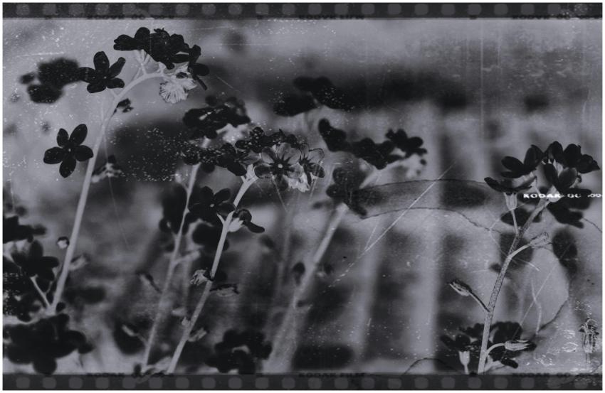 Artistic grayscale photo of flowers with a dark, v