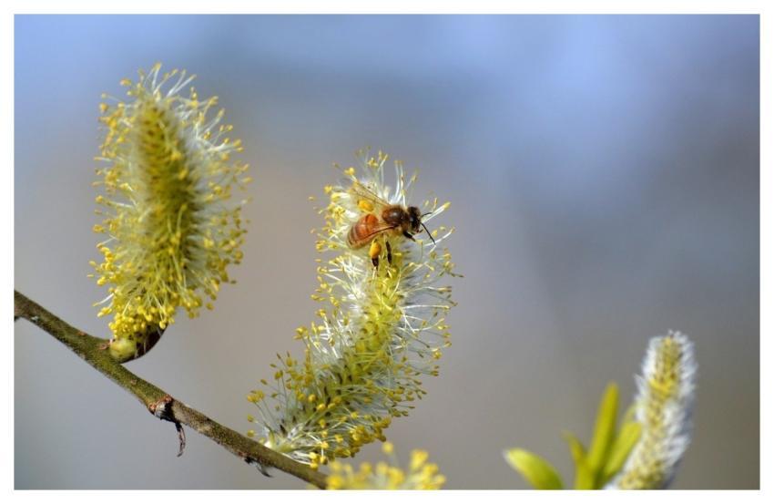 Bee Honey Bee Insect Animal