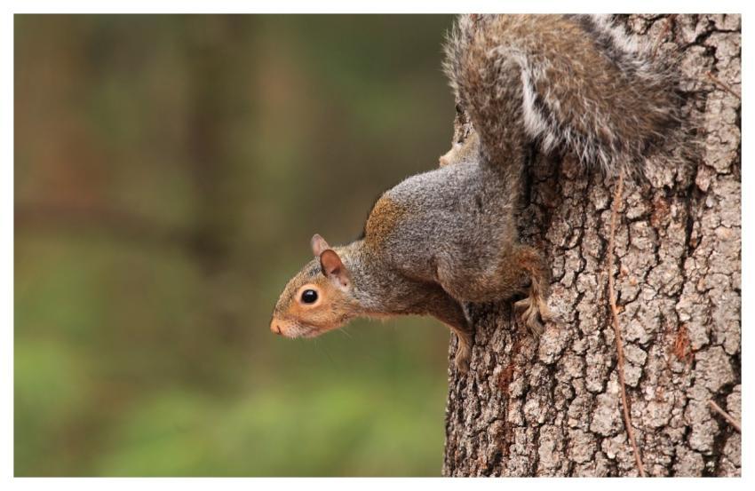 Squirrel Wildlife Nature Animal